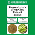 Ampelopsis grossedentata extract